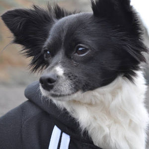 Meet your Posher, Chelsea